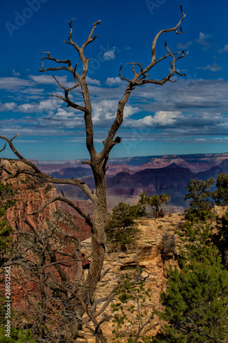 Solitary Tree Overlooking Grand Canyon