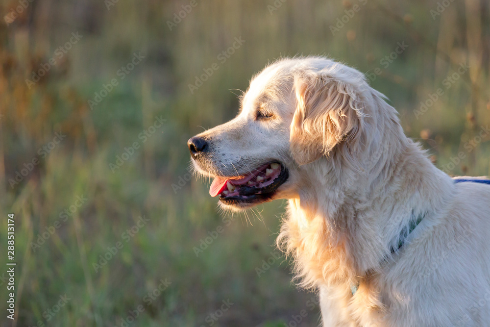 Golden retriever