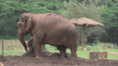Elephants in Chiang Mai. Elephant Nature Park, Thailand.