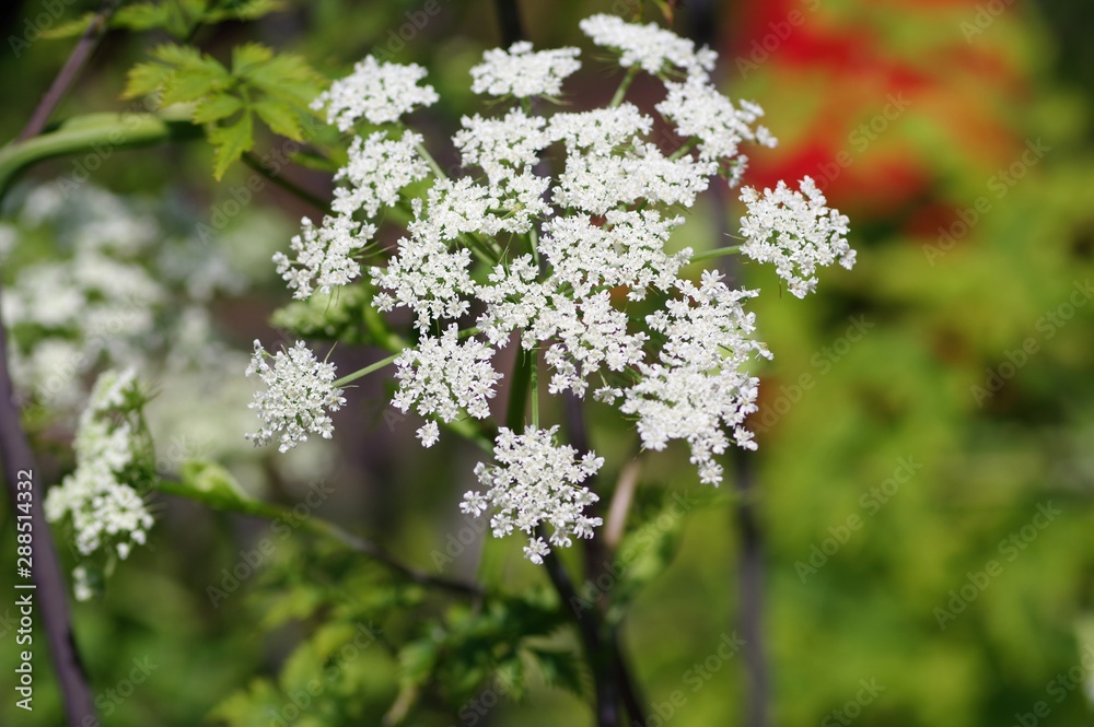 コウホン(薬用植物) コウホン(薬用植物)