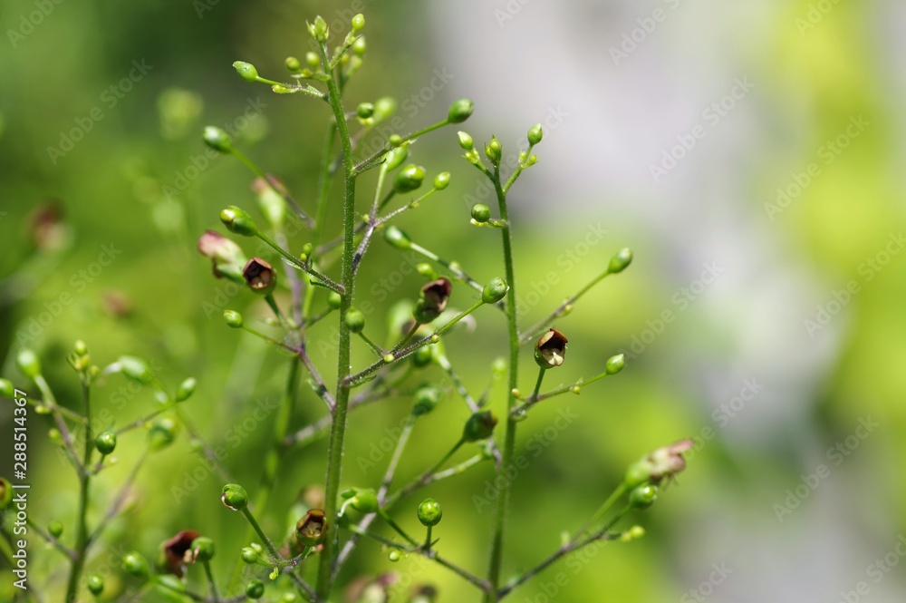 ゲンジン(薬用植物) ゲンジン(薬用植物)