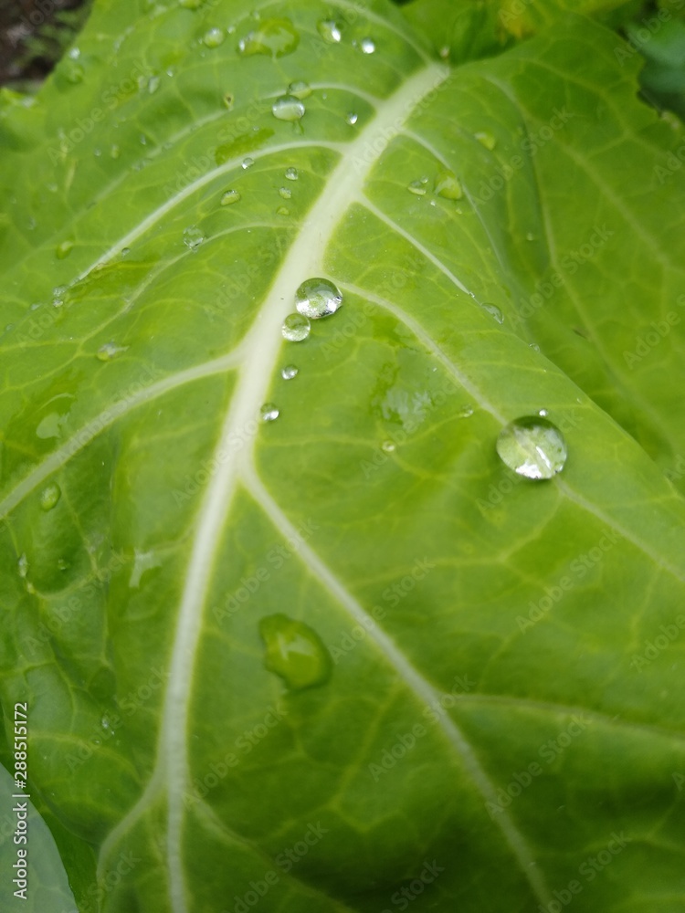 green leaf with water drops green leaf with water drops