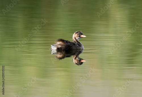 Little grebe swimming in Buhair lake, Bahrain  photo