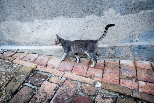 Cat walking next to the wall