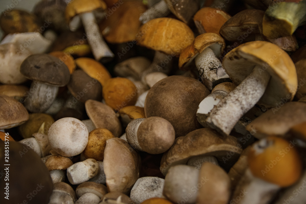 heap of harvested edible forest mushrooms with orange, brown caps and white legs are lying on the table heap of harvested edible forest mushrooms with orange, brown caps and white legs are lying on the table