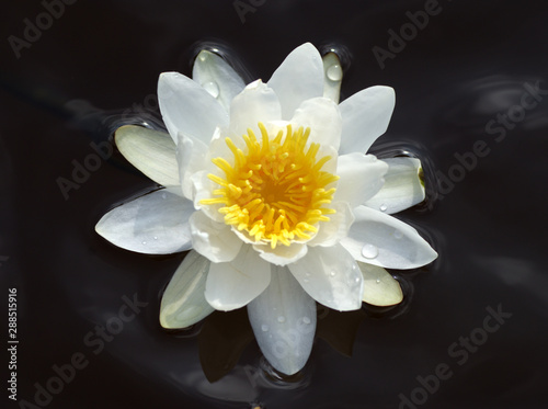 White waterlily floating in water.