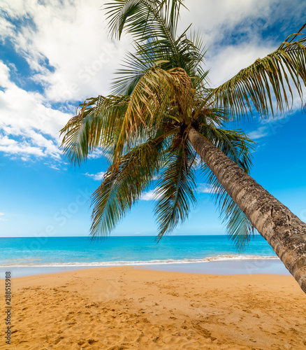 Fototapeta Naklejka Na Ścianę i Meble -  Palm tree in La perle beach in Guadeloupe