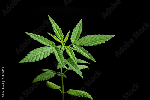 cannabis sprouts isolated on black background