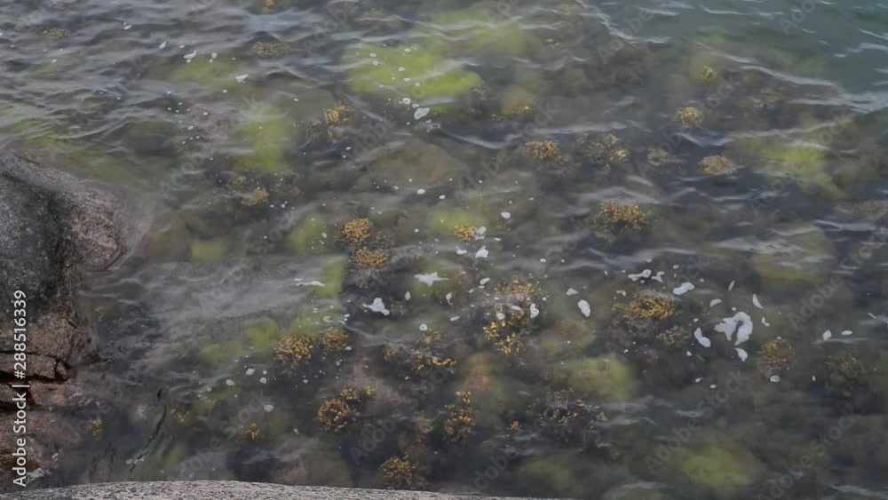 Beautiful green seaweed growing in a quiet cove in Pohjanlahti in Kustavi, Finland, on June 21st, 2014. 