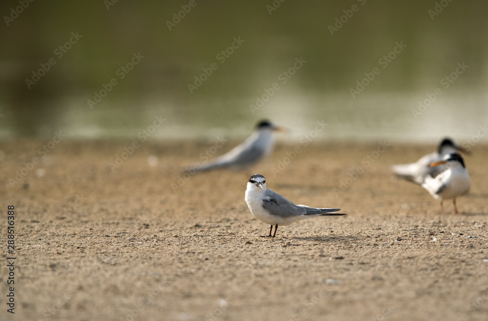 Little tern near a water body, Bahrain Little tern near a water body, Bahrain