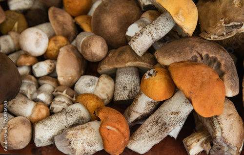 Collected edible forest mushrooms with orange, brown caps and white legs are on the table