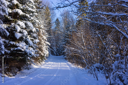 Fototapeta Naklejka Na Ścianę i Meble -  Zima wąska zaśnieżona droga