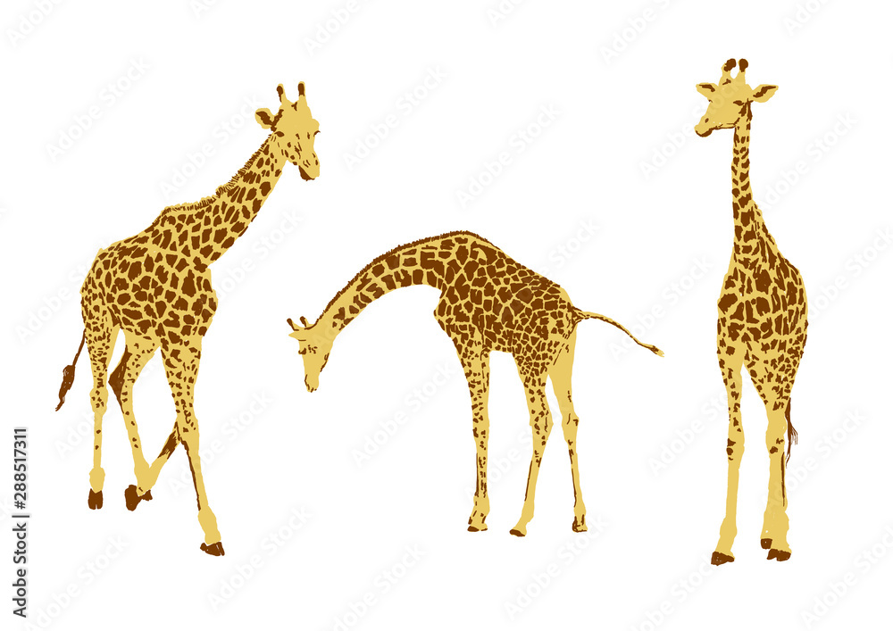 Obraz premium set of giraffe, collection of natural animal wildlife, vector illustration