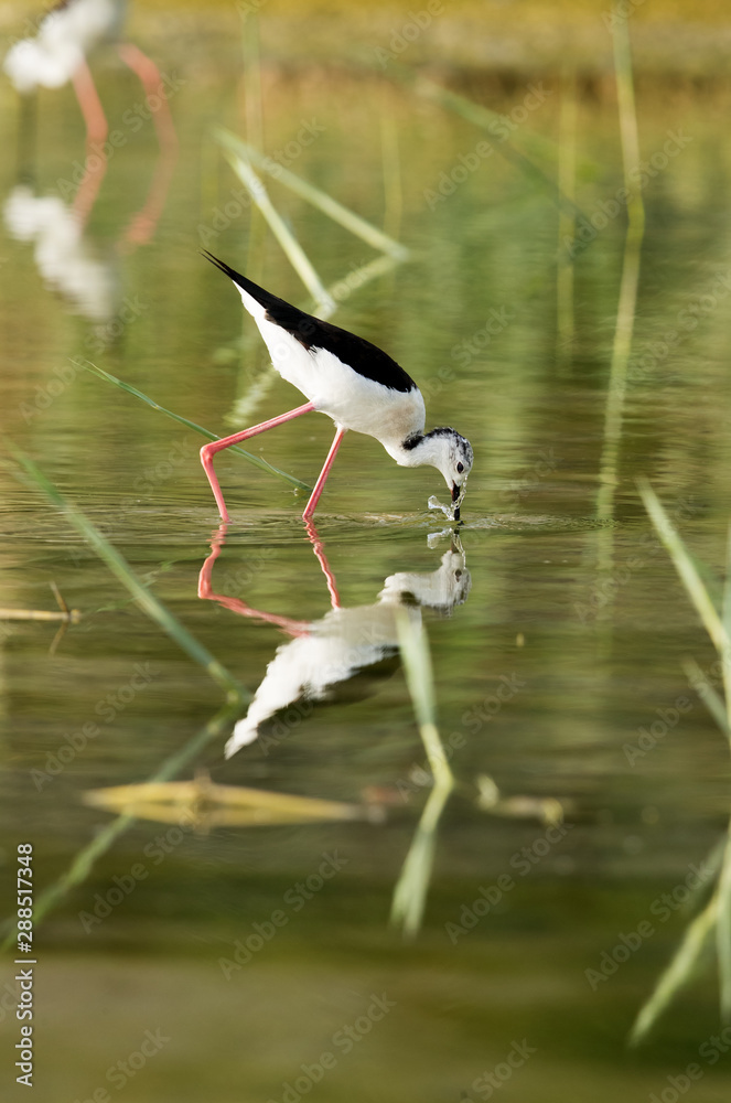 Obraz premium The black-winged stilt feeding with reflection on water, Bahrain