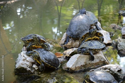tortues au parc national d'Athènes
