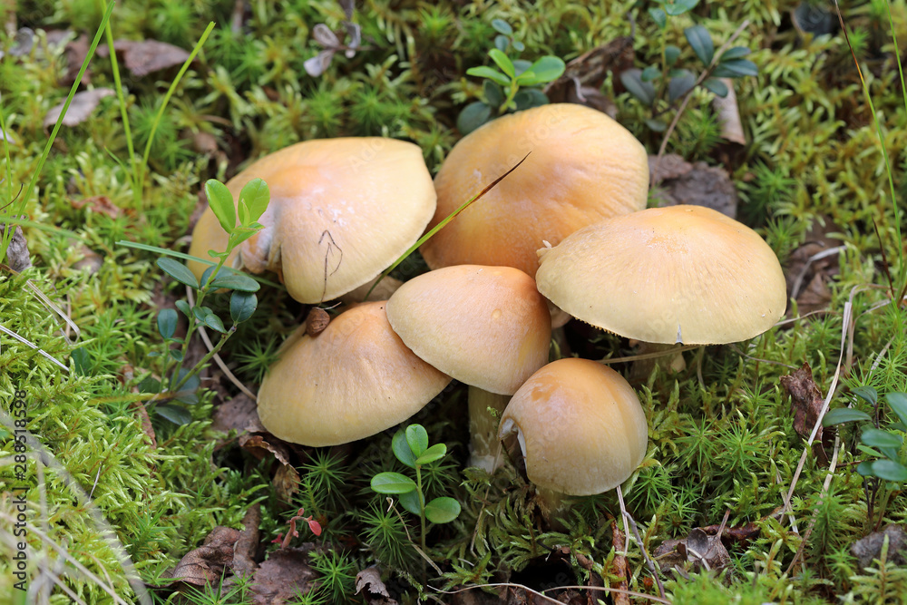 Cortinarius caperatus. Gypsy mushroom in late summer on the Yamal Peninsula Cortinarius caperatus. Gypsy mushroom in late summer on the Yamal Peninsula