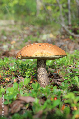Leccinum aurantiacum. Mushroom boletus in the woods on the Yamal Peninsula