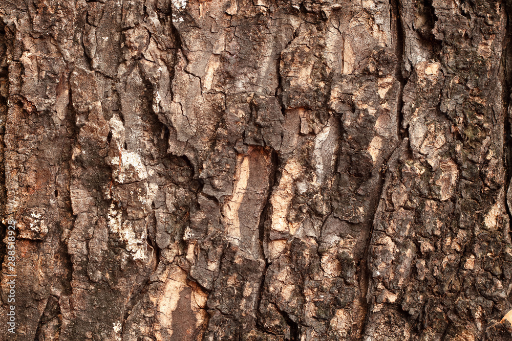Close up of tree trunk in the forest, dark brown bark wood background with old and crack. Close up of tree trunk in the forest, dark brown bark wood background with old and crack.