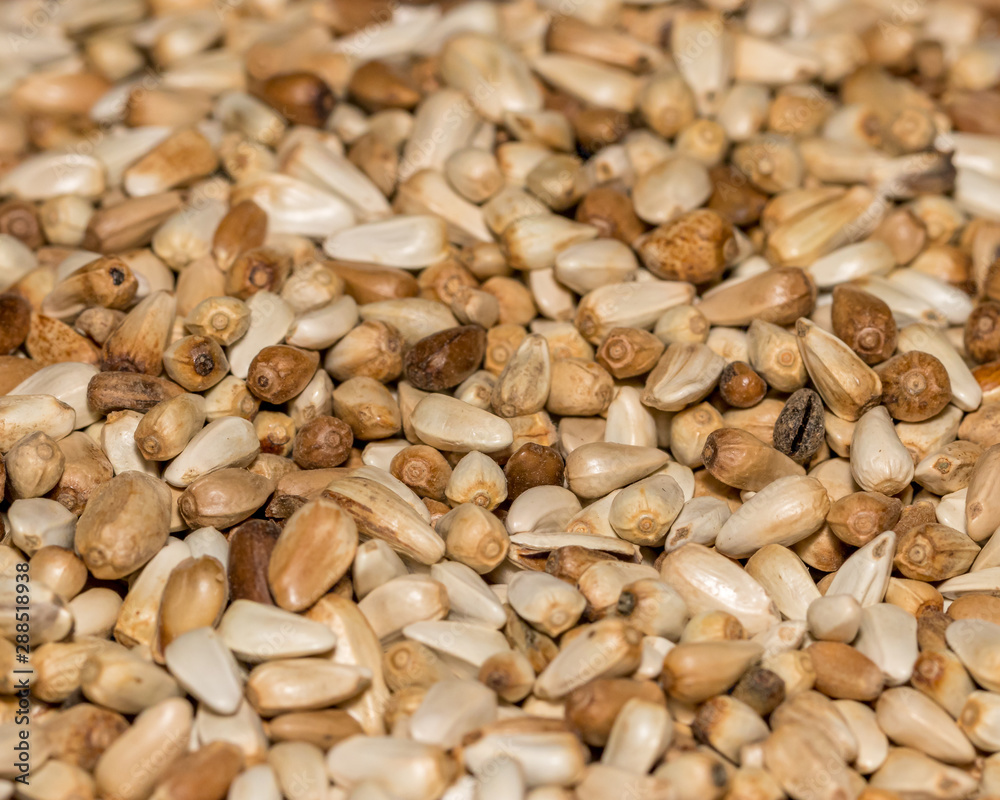 closeup of Safflower seeds in a pile