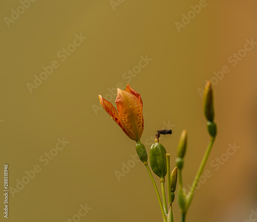 Iris domestica orange bloom with yellow background photo