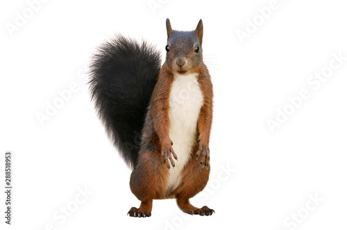 Fotografie Red squirrel (Sciurus vulgaris), isolated on white background