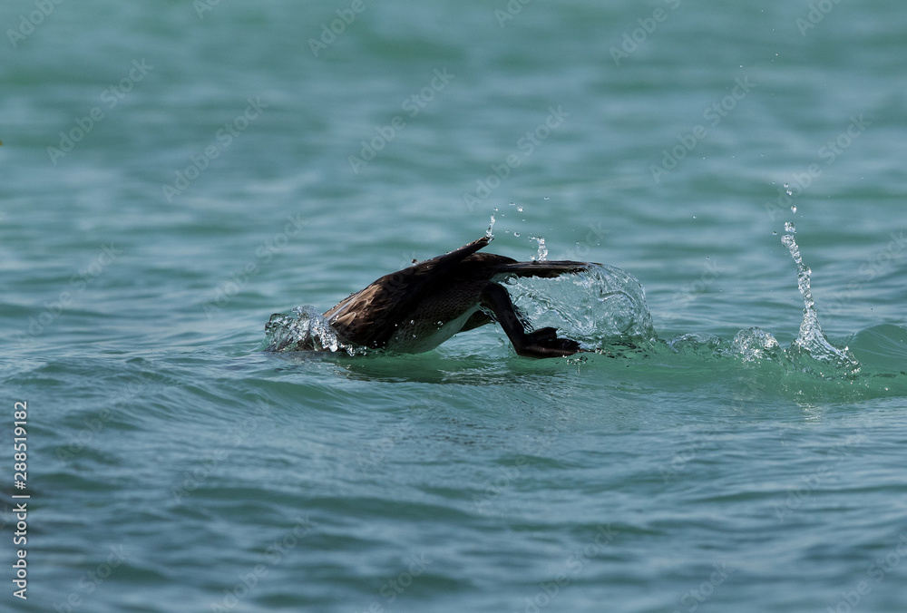 Fototapeta premium The Socotra cormorant bathing, Bahrain 