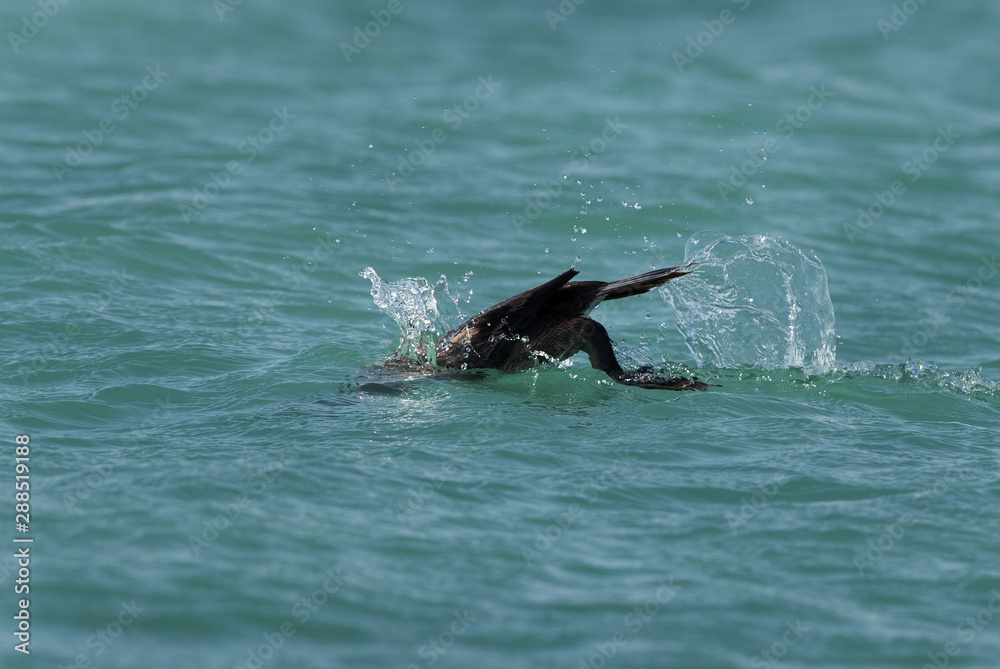 Fototapeta premium The Socotra cormorant bathing, Bahrain 