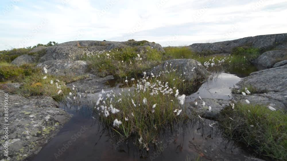 Dense cotton-grass swinging in the wind in the island of Kokar, Finland in the summer. Dense cotton-grass swinging in the wind in the island of Kokar, Finland in the summer.