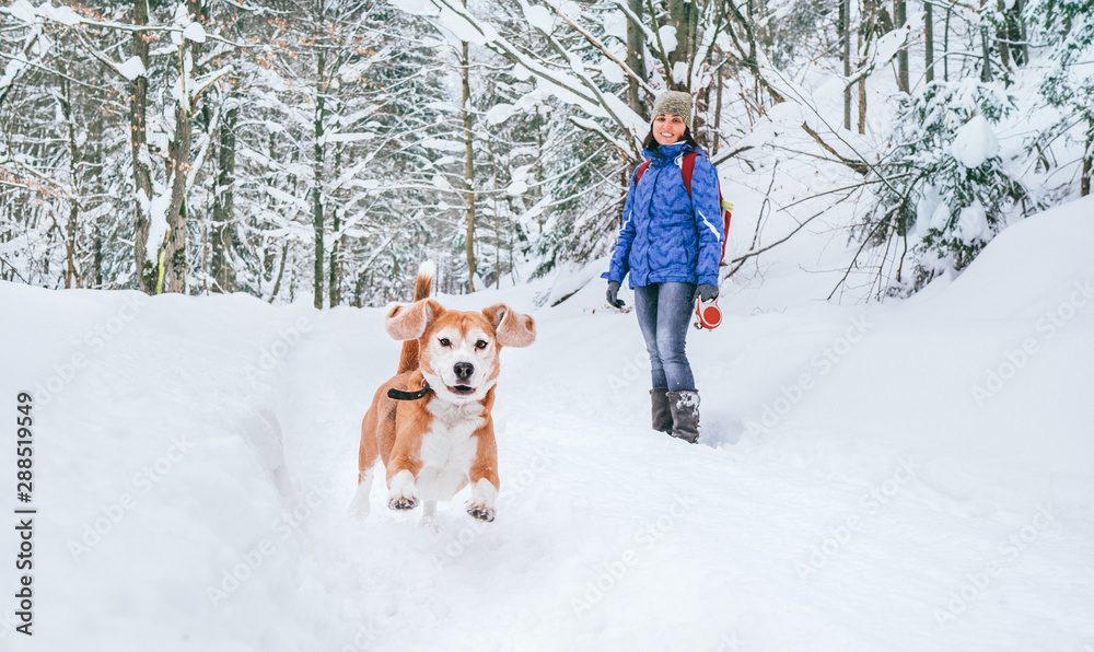 Active beagle dog running in deep snow. Its female owner lookking and smiling. Winter walks with pets concept image.