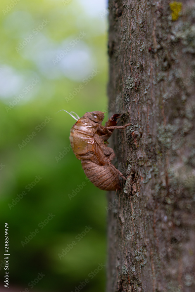 Annual Cicada Exoskeleton on the side of a Tree Annual Cicada Exoskeleton on the side of a Tree