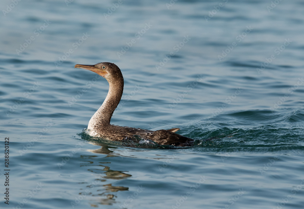 Fototapeta premium The Socotra cormorant swimming in Busiateen water, Bahrain