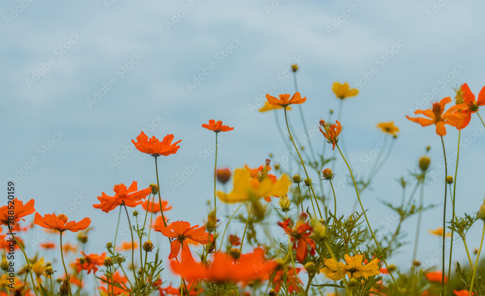 Beautiful flowers blooming in garden Beautiful flowers blooming in garden