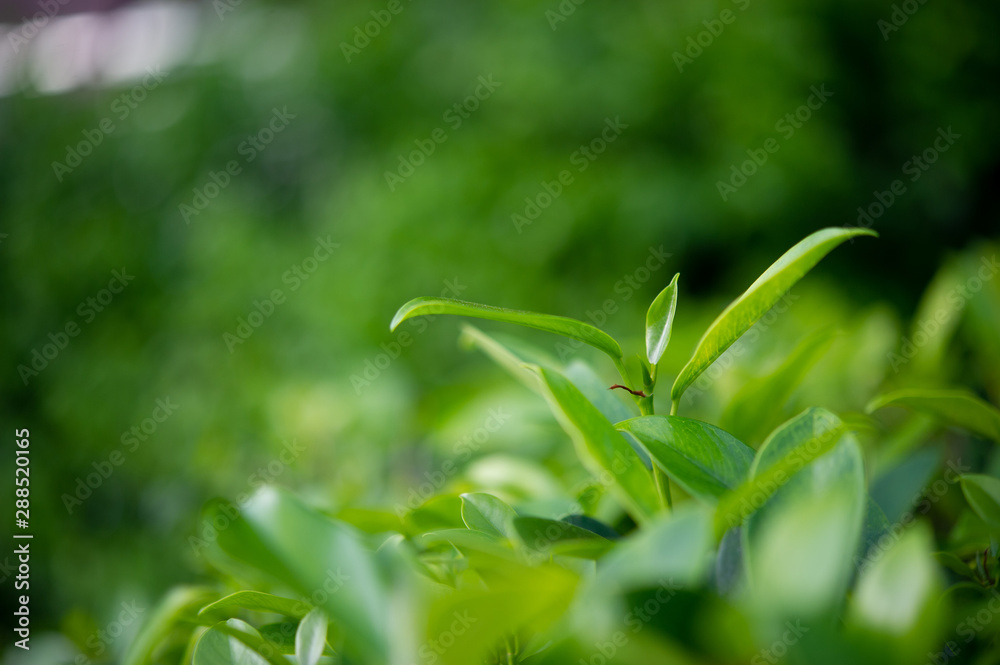 The tops of green tea leaves are rich and attractive. The tops of green tea leaves are rich and attractive.