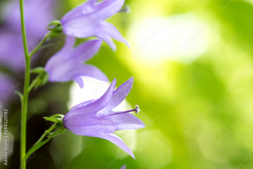 Glockenblume Campanula im Garten als Makro Stock Photo Adobe Stock