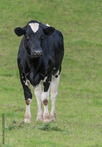 A close up photo of a black and white cow standing in a field  © Stef Bennett