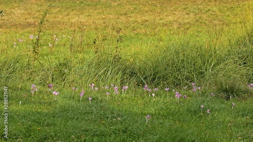 Wiese mit blühender Herbstzeitlose (Colchicum autumnale) photo