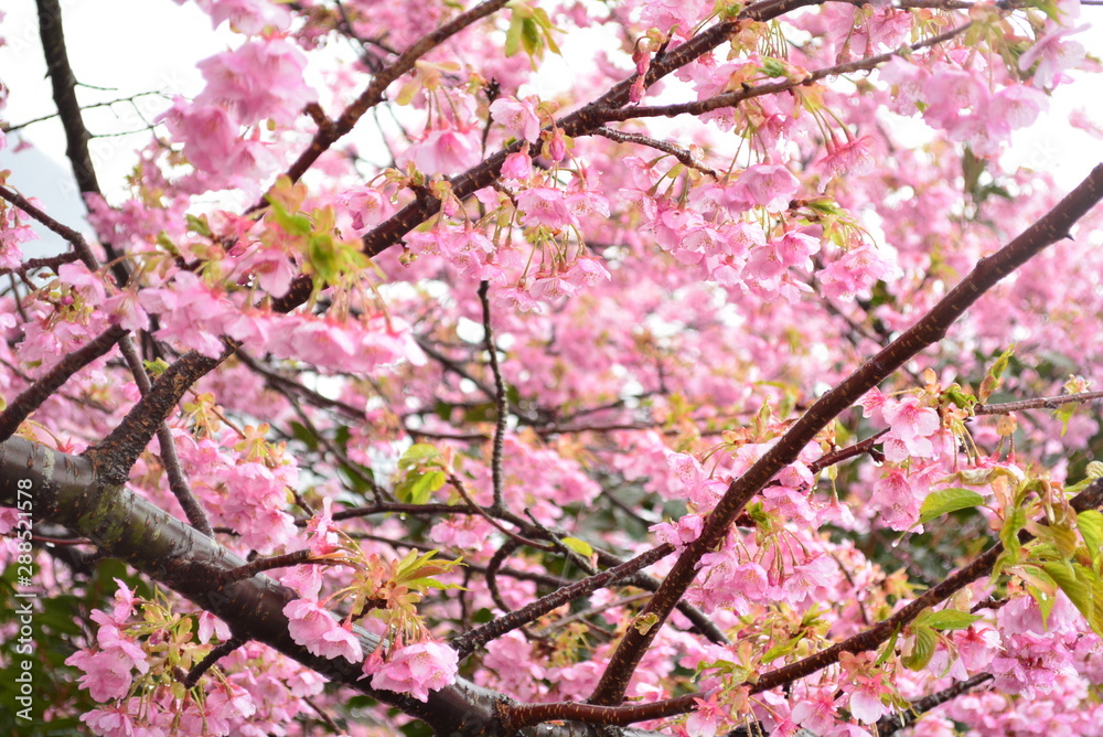 河津桜