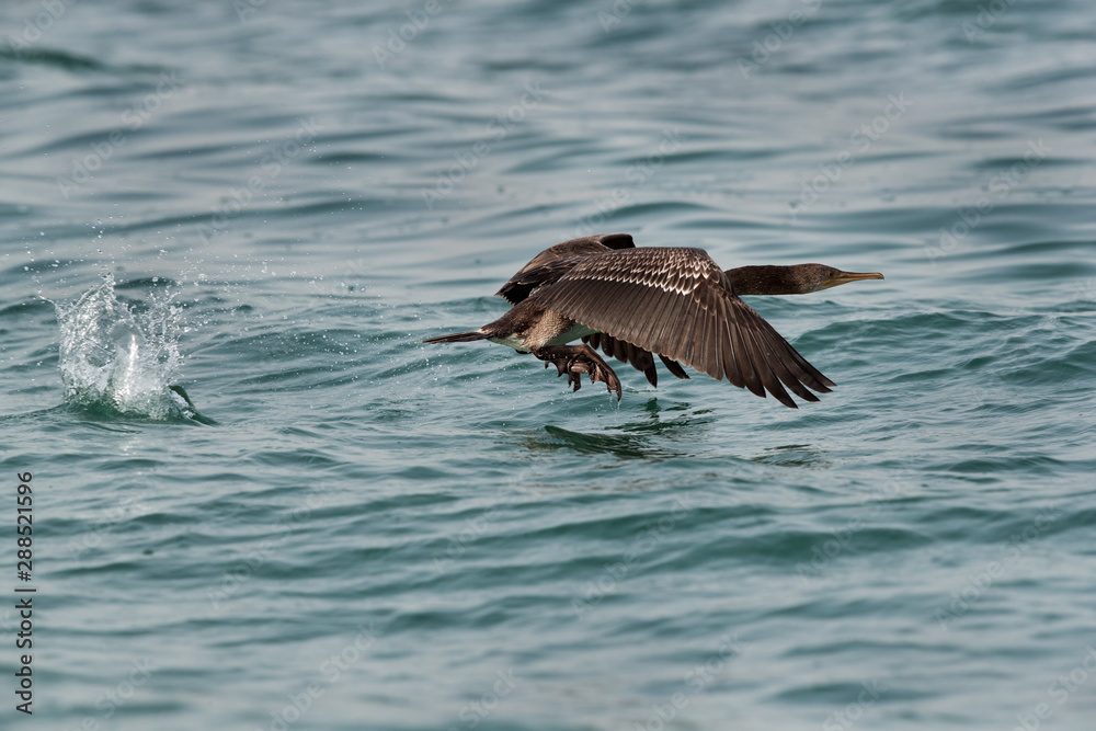 Fototapeta premium The Socotra cormorant takeoff at Busiateen coast, Bahrain 