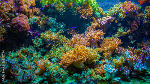 Sea corals and sea life in a shot
