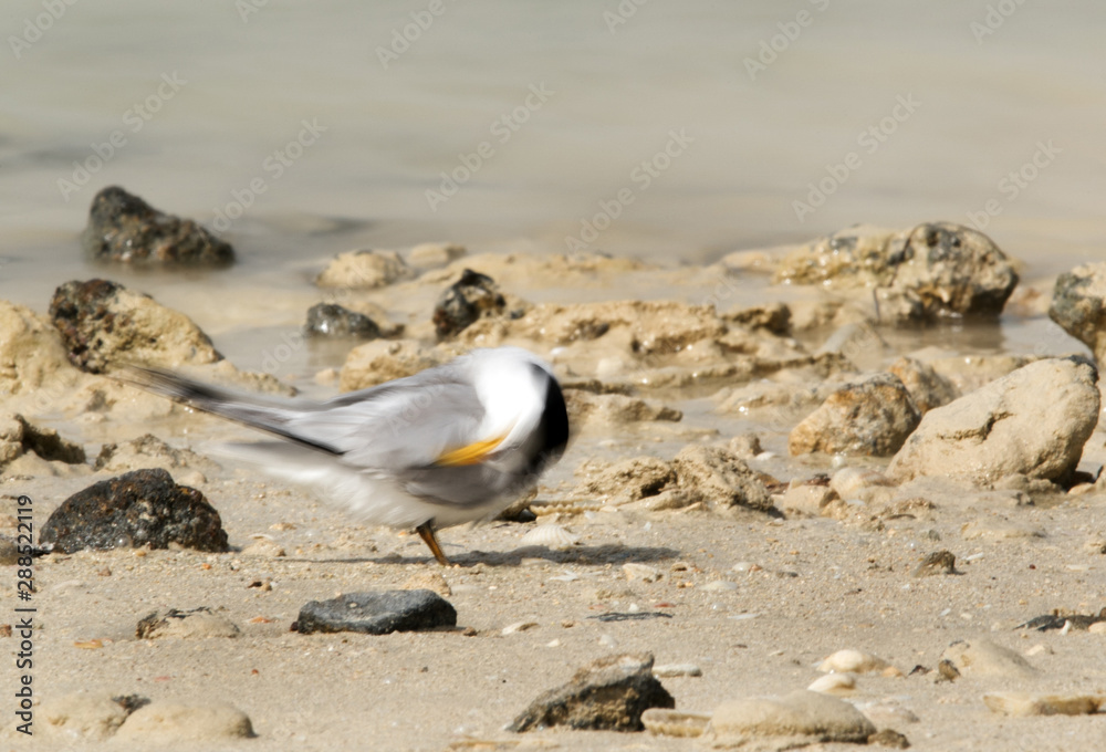 Fototapeta premium Saunders tern preening at Busaiteen coast, Bahrain 