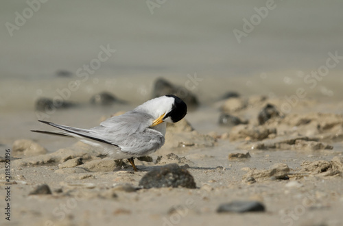 Saunders tern preening at Busaiteen coast, Bahrain  photo