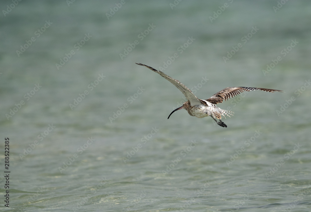 Curlew in flight at Busaiteen coast of Bahrain Curlew in flight at Busaiteen coast of Bahrain