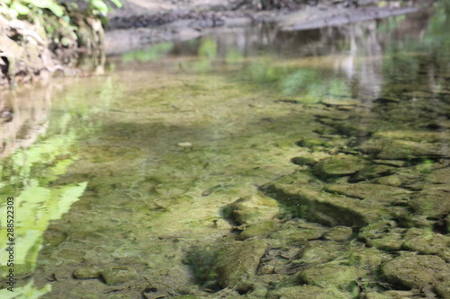 mountain stream in the forest © Olesia I