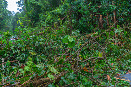 The fallen tree closed the road traffic..Forest officials helped each other to remove trees from the road. photo