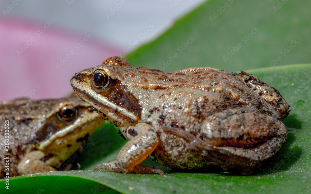 macrophotography of a small frog that sits on a flower petal