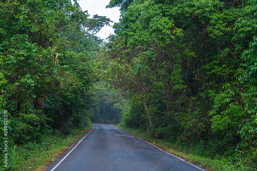 curve road in wild forest of Khao Yai National Park is the largest rainforest in Thailand. There are many waterfalls. .There are various wildlife and plant species. curve road in wild forest of Khao Yai National Park is the largest rainforest in Thailand. There are many waterfalls. .There are various wildlife and plant species.