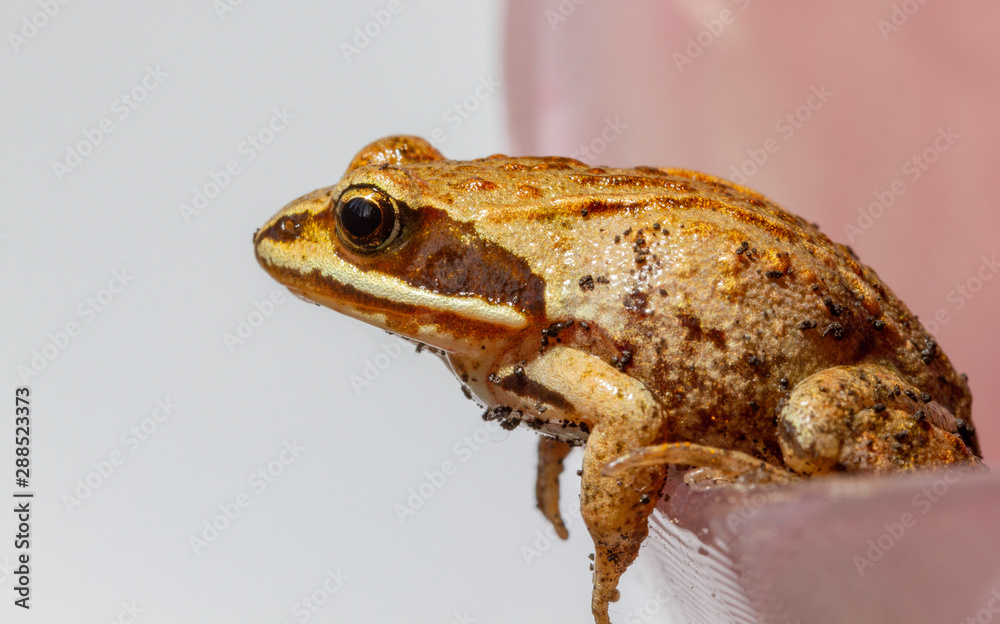 Obraz premium macrophotography of a small frog that sits on a flower petal