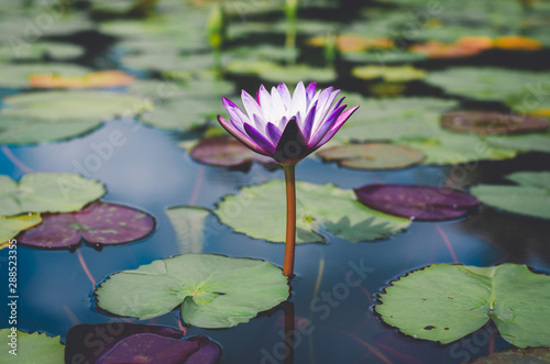 purple aquatic lotus in pond in top view with bee in pollen. important flower in buddhism. nature flower background.