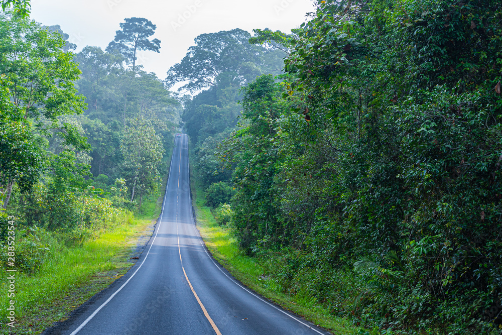 Fototapeta premium curve road in wild forest of Khao Yai National Park is the largest rainforest in Thailand. There are many waterfalls. .There are various wildlife and plant species.