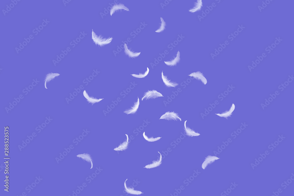 abstract, soft white feathers floating in the air, isolated on purple background. abstract, soft white feathers floating in the air, isolated on purple background.
